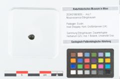 Foto (Objekt + Etikett) von Musa eocenica Ettingshausen (NHMW-GEO-2024-0188-9055)